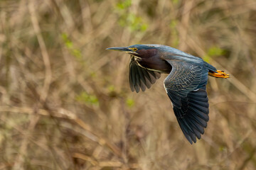 Green Heron in flight