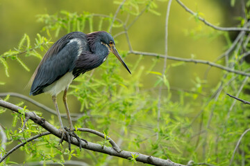 A tricolored Heron perched on a tree branch