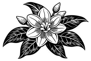 Jasmine Flower silhouette  vector art illustration