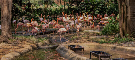 Flamingo party
