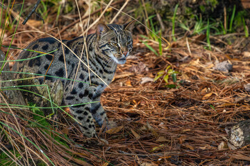 Cat in the woods