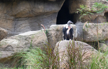 Condor in the zoo