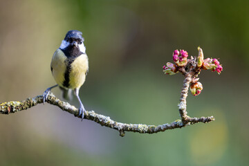 Adult Great Tit (Parus major) posed on blossom branch in a British back garden in Spring....