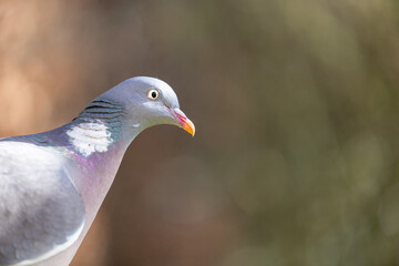 Beautiful side view of a Woodpigeon (Columba palumbus) against a natural background. Yorkshire, UK in Spring
