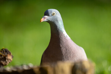 Beautiful portrait of a Woodpigeon (Columba palumbus) against a green background. Yorkshire, UK in Spring