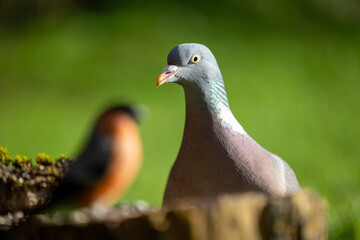 Beautiful portrait of a Woodpigeon (Columba palumbus) with a male bullfinch (Pyrrhula pyrrhula) out of focus in the foreground. Yorkshire, UK in Spring