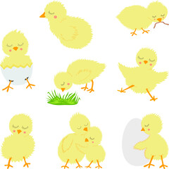 Various young yellow chicks, funny cute characters, Easter animals set isolated on white background