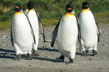 Fototapeta premium King Penguins in Antarctica