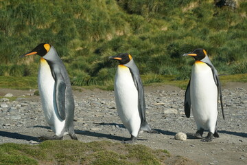 Fototapeta premium King penguins in Antarctica