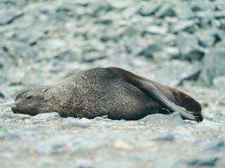 A fur seal sleeping in Antarctica
