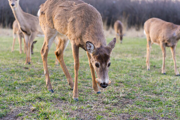 A deer eats bread, followed by many deer. A herd of deer is close. Close up.
