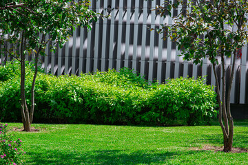 landscape on garden with deciduous bushes surrounded by green grass and trees near decorative fence made of aluminium strips, at sunny spring, nobody.