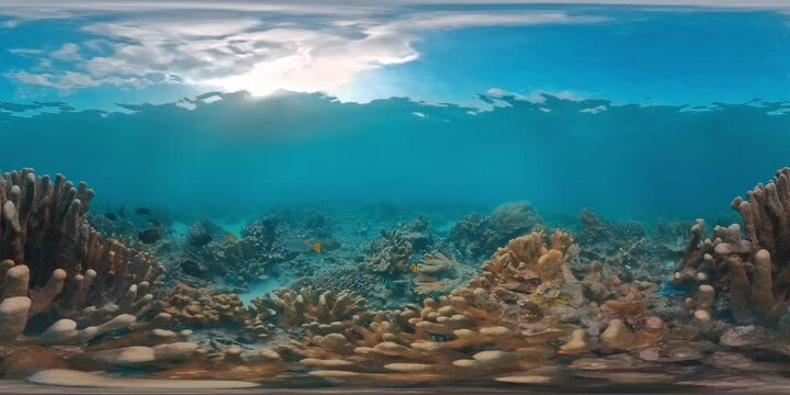 360 VR underwater footage of the healthy coral reef in the tropical sea in the West Papua, Indonesia
