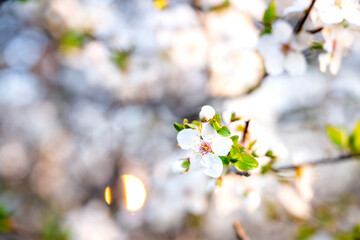 White apricot blossoms. apricot flowers macro photo 