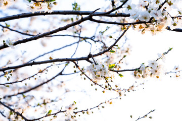 Branches of white blossoming almond tree