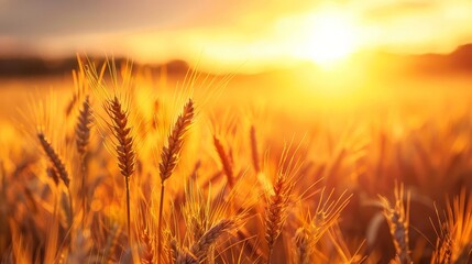 Breathtaking Wheat Field Bathed in Golden Sunset Light, Landscape Photography