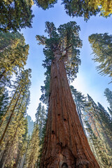 Looking up at Sequoia Trees  