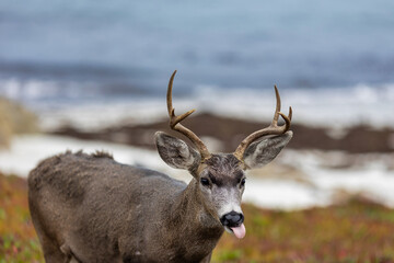 Monterey Blacktail Deer on the coast