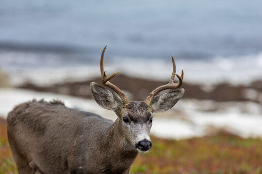 Monterey Blacktail Deer on the coast