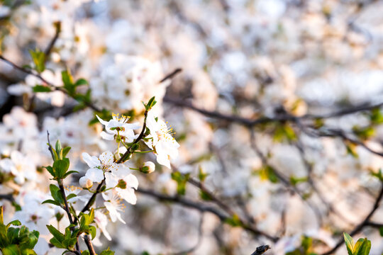 White apricot blossoms. apricot flowers macro photo 