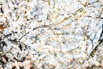Fototapeta premium Branches of white blossoming almond tree