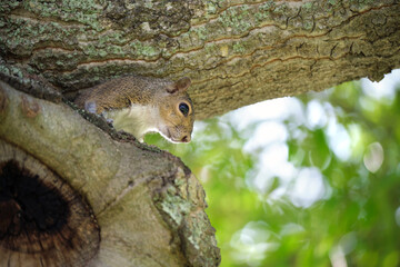 Beautiful wild gray squirrel hiding on tree in summer town park