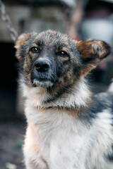 A pet dog poses for the camera. Small spotted dog close-up