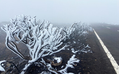 View of Teide National Park on a cold snowy day with mountain plants covered by ice. Tenerife,Canary Islands,Spain.Selective focus.