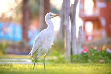 White cattle egret wild bird, also known as Bubulcus ibis walking on green lawn in summer - obrazy, fototapety, plakaty