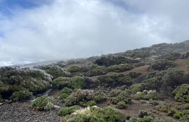 Obraz premium View of Teide National Park on a cold snowy day with mountain plants covered by ice. Tenerife,Canary Islands,Spain.Selective focus.
