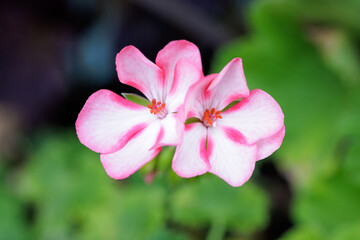 Two pink and white bicolor geranium flowers gracefully blooming, their colors contrasting against...