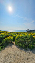 a beautiful spring landscape with a hillside covered with yellow flowers and lush green plants,...