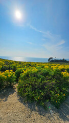Fototapeta na wymiar a beautiful spring landscape with a hillside covered with yellow flowers and lush green plants, blue ocean water, blue sky and clouds at Point Dume in Malibu California USA