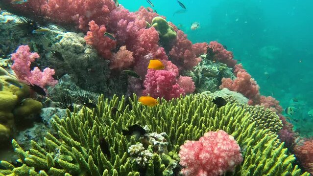 Colorful underwater landscape with fish in stony coral and sponges in coral reef Thailand