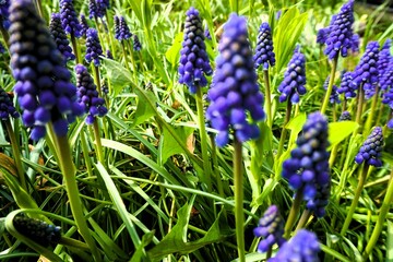 Blaue Traubenhyazinthen in Garten bei Sonne am Morgen im Frühling
