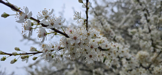 Blooming white bird cherry close-up, blooming flowers of bird cherry on a blurred natural background	