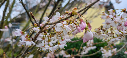 Blooming white bird cherry close-up, blooming flowers of bird cherry on a blurred natural background	