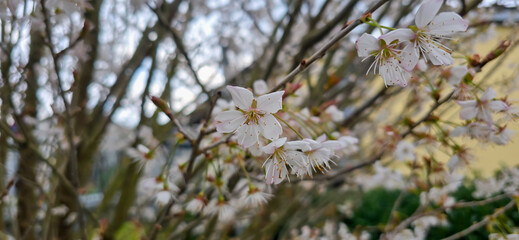 Blooming white bird cherry close-up, blooming flowers of bird cherry on a blurred natural background	