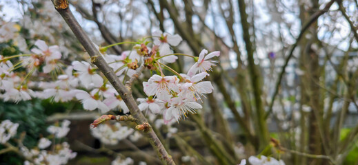 Blooming white bird cherry close-up, blooming flowers of bird cherry on a blurred natural background	