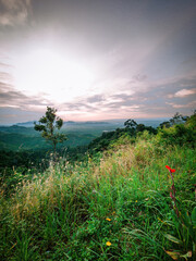 Green plants with the view of mountain during sunrise in Wang Kelian, Perlis, Malaysia.