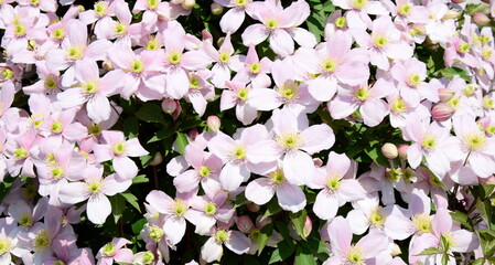 Clematis with pink flowers in the garden in spring, hedge plant, climbing plant	