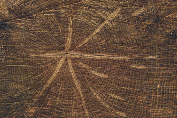 close-up wooden cut texture of a beech tree
