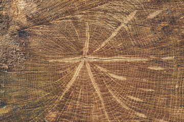 close-up wooden cut texture of a beech tree