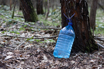 Birch sap. Production of birch sap in a large bottle