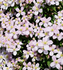 Clematis with pink flowers in the garden in spring, hedge plant, climbing plant	