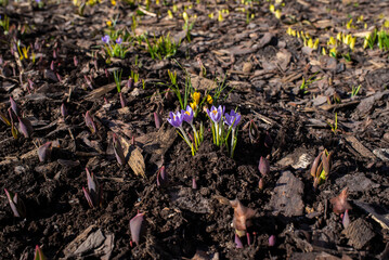 first spring flowers, purple crocuses against the background of soil