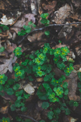 Chrysosplenium alternifolium blooms in the wild in spring