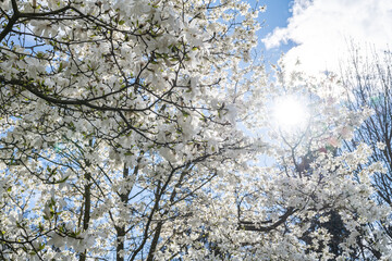 Obraz na płótnie Canvas Weiß blühende Bäume an einen sonnigen Frühlingstag im Stadtgarten. Konstanz, Bodensee, Baden-Württemberg, Deutschland, Europa.