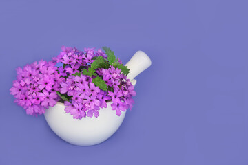 Verbena herb flowers in a mortar used in natural herbal medicine as a sedative, treats insomnia, depression, arthritis and heart conditions. On purple. Verbena bonariensis.  