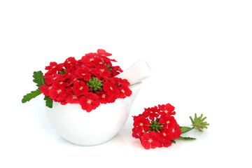 Red verbena herb flowers used alternative herbal medicine as a sedative, treats insomnia, depression, arthritis, heart conditions. On white. Peruviana endurascape. - 765232920